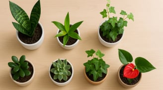 15 loại cây để bàn giúp 'kích hoạt' tài lộc: Dân văn phòng không nên bỏ qua