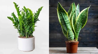 2 loại cây người giàu trồng để hút tài lộc, nghèo đến mấy cũng nên có 1 chậu cải thiện vận may