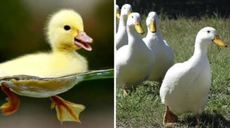 Các cụ nói, 'nghe như vịt nghe sấm': Tại sao loài vịt không hề e ngại mưa bão?
