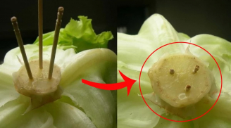 Cắm que tăm vào cuống rau xà lách: Mẹ chồng thấy cũng nức nở khen hay