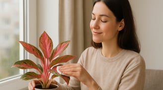 Đặt đúng 3 loại cây này ở phòng khách: Cả năm không lo thiếu tiền