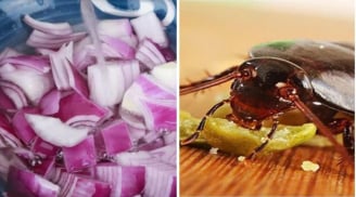 Đặt một củ hành tây ở góc phòng: Chúng có 3 công  tuyệt vời, ai ai cũng thích mê