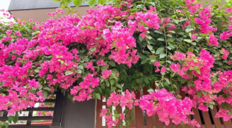 Hoa giấy nở quanh năm nhờ cách tưới nước đúng – hướng dẫn chi tiết cho người mới