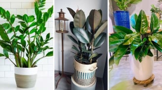 Loại cây cảnh hợp cả 5 mệnh, cân bằng ngũ hành: Đem trồng trước nhà vừa đẹp sang, hút lộc như nam châm