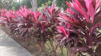 Trồng cây huyết dụ trong nhà để mang lại năng lượng, niềm tin, may mắn, tài lộc và xua đuổi tà khí