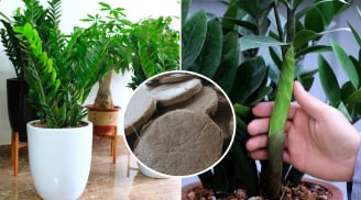 Vùi thứ này vào chậu cây Kim Tiền, chồi non lên tua tủa, cây sớm ra hoa