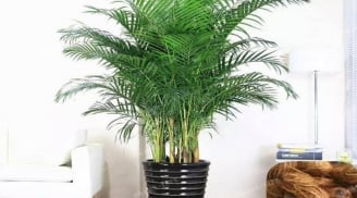 5 loại cây xua đuổi tà ma, mời gọi Thần Tài, trồng 1 cây cũng tiền bạc về chật két
