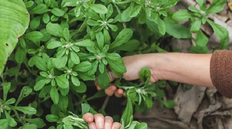 Cây dại mọc bờ bụi xưa cho gà ăn, nay thành đặc sản, chợ bán 80.000 đồng/kg