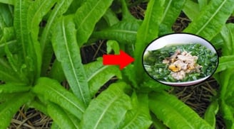 Loại rau 'siêu canxi' gấp 36 lần xương hầm, ăn mỗi ngày đỡ tốn tiền uống thuốc bổ