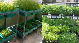 Nhà chật hẹp cũng trồng được 5 loại rau này, dễ trồng dễ lên còn tốt sức khỏe