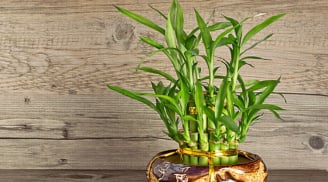 Trong nhà có cây trúc phát tài sẽ đem lại nhiều tài lộc, may mắn và bình an