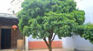 7 điều đại kỵ xuất hiện trước cửa nhà khiến gia chủ xui xẻo, dễ suy vong