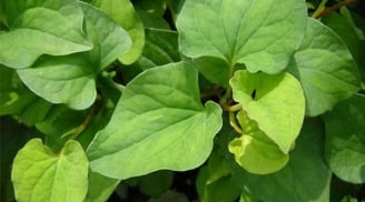 6 loại rau thơm bạn thường ăn hàng ngày giúp sống khỏe và sống thọ hơn