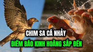 Các cụ nhắc: Chim sa tận nơi không bắt, cá nhảy tận bờ không ăn', vì sao?