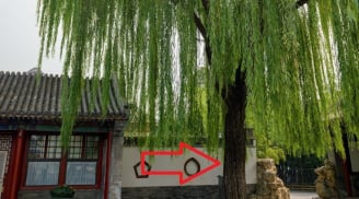 Tổ tiên nói:' Trước nhà không trồng liễu, sau nhà không trông dâu' Vì sao?