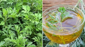 Ngải cứu không chỉ là rau ăn hằng ngày, có thể dùng trong 7 bài thuốc tốt cho cơ thể