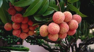 Người bị 6 bệnh này không nên ăn vải dù thèm đến mấy
