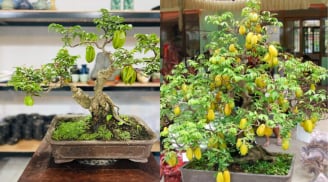 Trồng cây khế phong thủy nên trồng cây khế chua hay ngọt để giàu có tài lộc? Lưu ý phải nhớ trồng khế