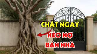 Âm Tăng Dương Cạn Kiệt: 5 cây âm trước nhà càng xanh tốt người lẫn của càng lao đao