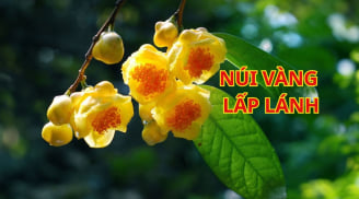 Có nên trồng cây trà hoa vàng trước nhà? Người thuộc 2 mệnh này chú ý để nhặt vàng hốt bạc giàu sang