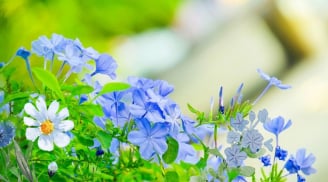Gợi ý 3 loại cây cảnh hoa màu xanh đẹp lạ, dễ trồng, hoa nở quanh năm