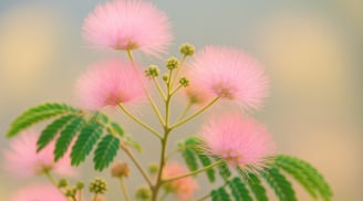 Loài cây “đám mây hồng” nở hoa 10 lần mỗi năm: Người trồng bảo nhau giữ trong nhà để tình cảm luôn êm ấm