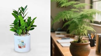 Tuổi Tuất trồng 6 loại cây này, tài lộc kéo đến ầm ầm, tình duyên cũng đỏ như son