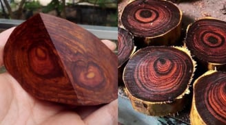 Việt Nam có loại gỗ quý như 'vàng lộ thiên', cứng như kim cương, khiến giới nhà giàu 'mê mệt'