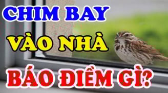 5 con vật Đệ Tử Thần Tài: Bước chân vào nhà nào nhà đó cực kỳ giàu có