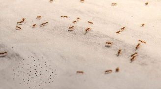 8 mẹo đuổi kiến chỉ cần dùng nguyên liệu trong bếp