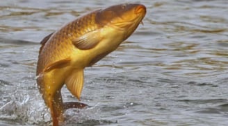 Tổ Tiên nói: 'Chim sa tận nơi không bắt, cá nhảy tận bờ không ăn', vì sao lại thế?