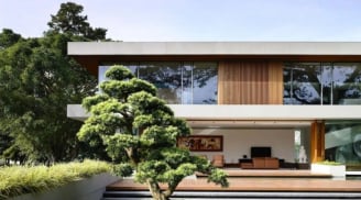 3 cây cảnh này, nhà giàu thường trồng để chiêu tài vượng lộc, gia đình sum vầy vui vẻ, hạnh phúc