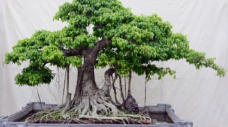 Dùng cây cối làm phong thủy, hãy nhớ 7 nguyên tắc vàng này