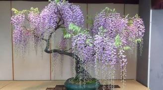 3 loại cây cảnh phong thủy 'thần hộ mệnh của' phòng khách, vừa đẹp, vừa sạch, lại hút tài lộc