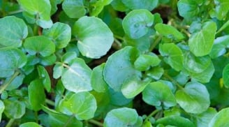 Loại rau siêu thực phẩm chống ung thư, tốt cho tim mạch và xương khớp, bán nhiều ở chợ Việt chỉ 10 nghìn đồng/mớ