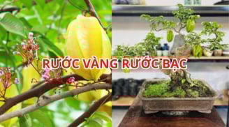 Mẹo trồng cây khế phong thủy sai hoa trĩu quả, rước vàng rước bạc vào nhà