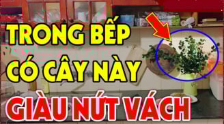 Nhà có 3 loại cây thơm này: Điềm lành sắp tới, đừng dại nhổ đi