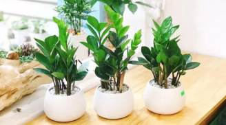 Trồng 5 loại cây này trong nhà, tài lộc kéo về ào ào cả năm