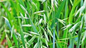Loại cỏ bị coi là vô dụng nay thành đặc sản quý hiếm, giá 5 triệu đồng mỗi kg khiến dân săn lùng
