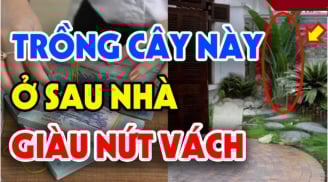 Tổ tiên dặn dò: 4 loại cây trồng trước nhà khánh kiệt, trồng sau nhà giữ của tiền vào như nước, nhớ cho kỹ