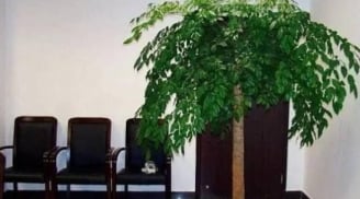 Tổ tiên dạy: 'Trong nhà có hai cây thì dù không giàu cũng có phước', đó là 2 cây gì?
