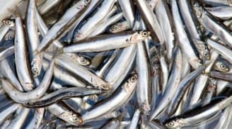 Loại cá dân dã giàu canxi gấp 25 lần cá hồi, giá chỉ 30.000 đồng/kg, thành đặc sản sang trọng