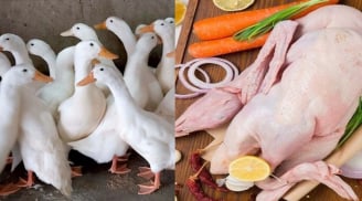 Ra chợ mua thịt vịt, nhớ nhìn điểm này thịt vịt ngon ngọt không hôi, ít mỡ nhiều nạc