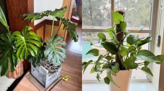 5 loại cây cảnh càng trồng trong nhà càng xui xẻo: Hoa vượng nhưng người không vượng