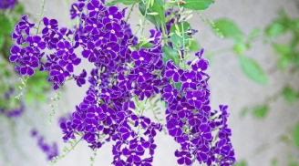 Loài cây có hoa tím tuyệt đẹp, quả tựa sương vàng, hoa nở quanh năm, thu hút may mắn, bảo vệ tài lộc