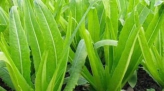Loại rau quen thuộc chứa canxi gấp nhiều lần sữa, ăn sống hay nấu chín đều bổ cực tốt