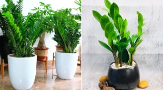 Người mệnh nào hợp trồng cây kim tiền nhất?