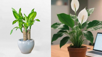 Đặt 3 loại cây này trong văn phòng, sự nghiệp cứ thế 'phất như diều gặp gió'