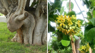 3 'cây ác' tuyệt đối không trồng trước nhà kẻo rước hoạ: Chặt ngay kẻo hối không kịp