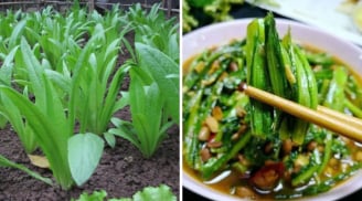 Loại rau 'bình dân' canxi gấp 36 lần nước hầm xương, bổ hơn tổ yến: Chợ Việt bán rất nhiều giá rẻ như cho